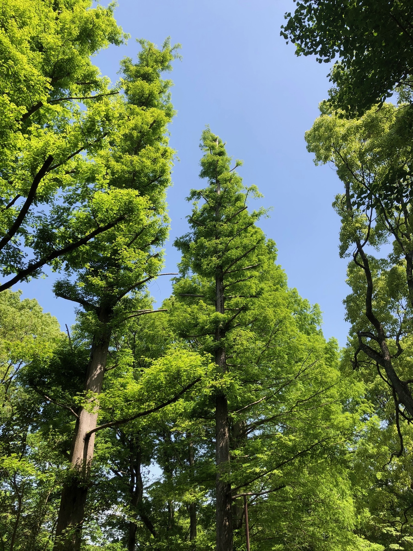 シジュウカラも きのこみち